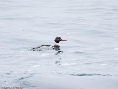 Male - 20091126-Kennebunkport-ME-0308