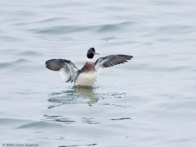 Male displaying - 20091126-Kennebunkport-ME-0312