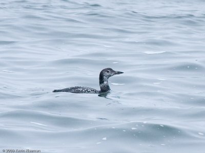 More Common Loons - KBP