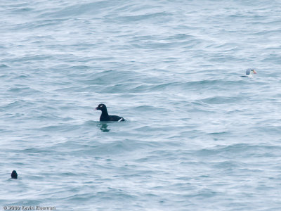 White-winged Scoters and King Eider