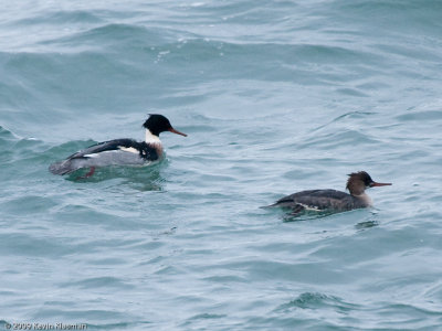 Red-breasted Mergansers (m, f) - Nahant MA - December 25, 2009