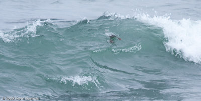 Female Red-breasted Merganser goes through the wave