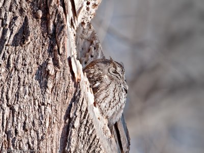 Eastern Screech-Owl (gray morph)