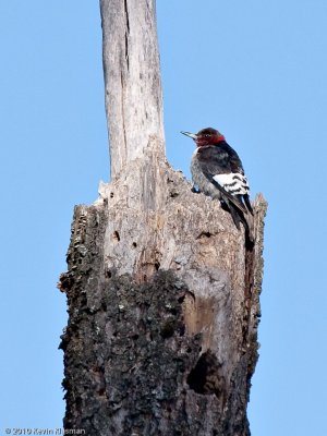 Juvenile Red-headed Woodpecker