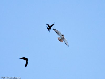 Red-tailed hawk being harrassed by Crows