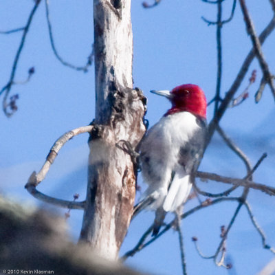 Adult Red-headed Woodpecker