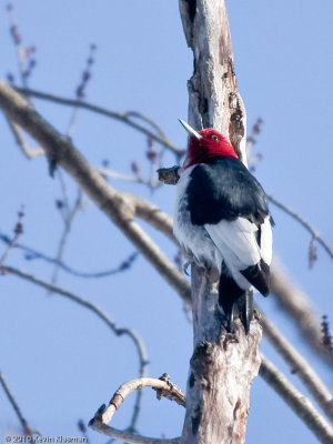 Red-headed Woodpecker - Dracut MA - January 10, 2010