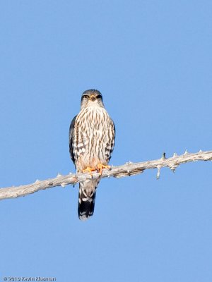 Merlin - Dracut MA - January 16, 2010