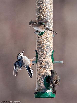 20100123_Heron-Pond_0169