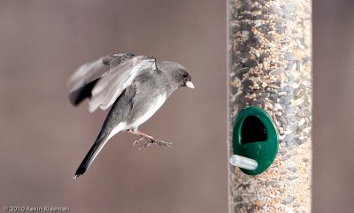 Dark-eyed Junco - Slate-colored (m) - Heron Pond - January 23, 2010