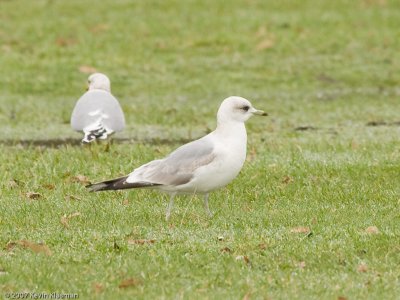 1st winter Ross's or Little Gull?