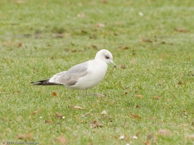 Same gull, slightly different view