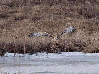 Female Northern Harrier