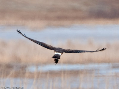 Female Northern Harrier with prey