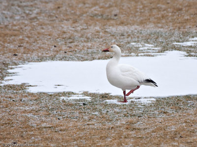 20100216_Nashua-NH_0011