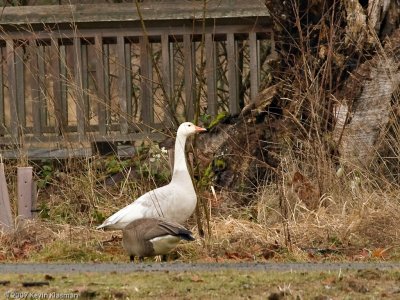 Snow Goose - Nisqually NWR WA - February 3, 2007