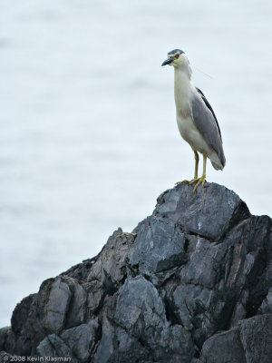 Black-crowned Night-Heron