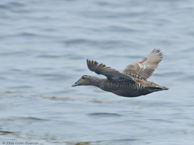 Common Eider (f) - Odiorne SP NH - June 21, 2008