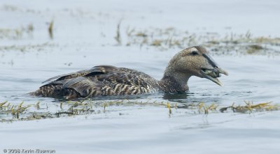 Common Eider (f) - Odiorne SP NH - June 21, 2008