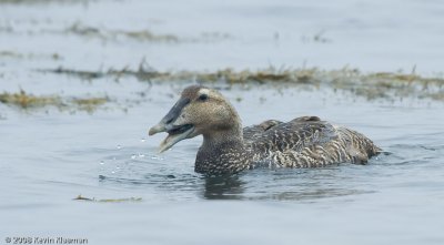 Common Eider (f) - Odiorne SP NH - June 21, 2008