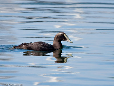 Juvenile Common Eider (m) - Rye NH - August 8, 2009