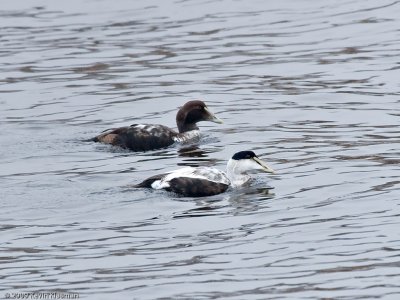 Common Eiders (m) - Kennebunkport ME - November 26, 2009