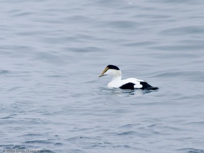 Common Eider (m) - Kennebunkport ME - November 26, 2009