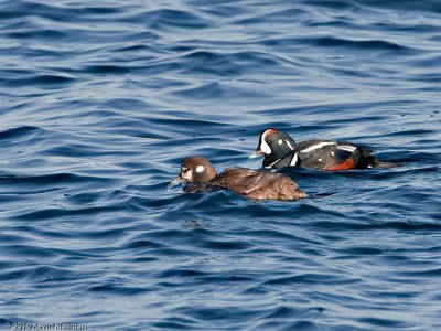 Harlequin Duck (f, m) - Rockport MA - February 21, 2010