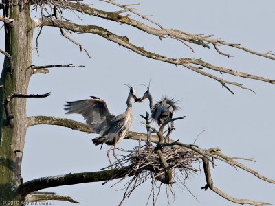 20100320_North-Andover-MA_0141