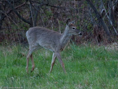 20100420_Concord-MA_0024