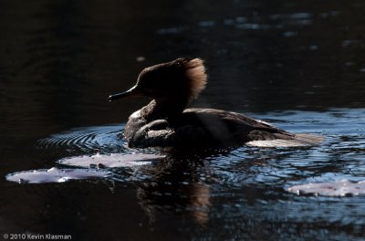 20100424_Heron-Pond_0094