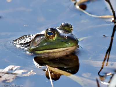 20100424_Heron-Pond_0118-