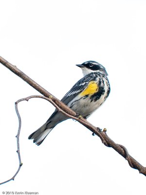 Yellow-rumped Warbler (m) breeding plumage - Nashua NH - April 24, 2010