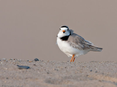 20100504_Outer-Cape-Cod_0252