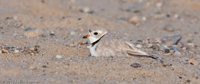 20100504_Outer-Cape-Cod_0278