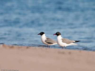 20100504_Outer-Cape-Cod_0187