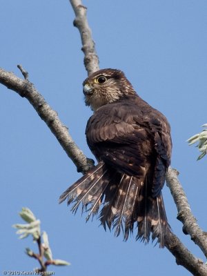 20100503-Upper-Cape-Cod-MA-0445