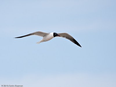 Laughing Gull - North Truro MA - May 3, 2010