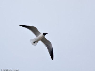 Laughing Gull - North Truro MA - May 3, 2010