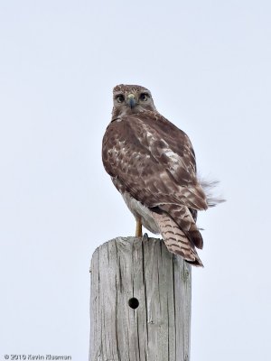 Red-tailed Hawk (imm)