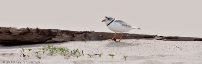 Piping Plover