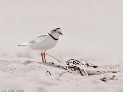 Piping Plover - North Truro MA - May 2, 2010