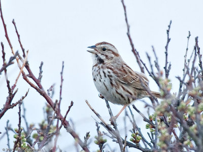 Song Sparrow