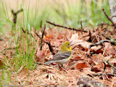 Pine Warbler