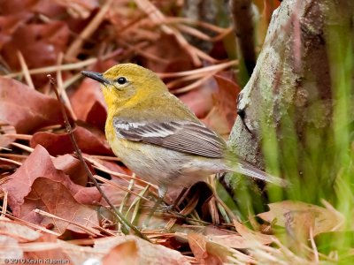 Pine Warbler - North Truro MA - May 3, 2010