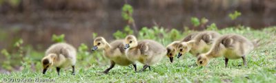 Canada Goose goslings