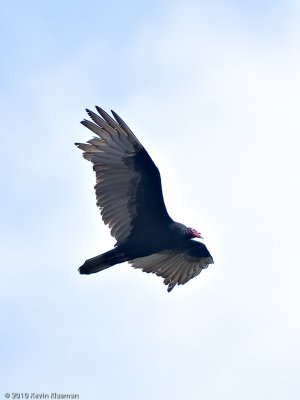 Turkey Vulture - North Truro MA - May 3, 2010