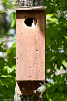 20100515_Hampstead-NH_0058