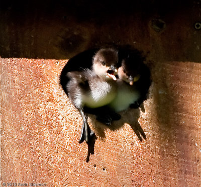 20100515_Hampstead-NH_0065