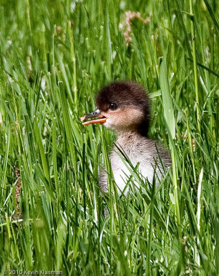 20100515_Hampstead-NH_0084